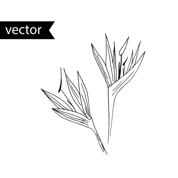 Vektorová obrysová ilustrace tropického závodu. Jednoduchá černá a  - Vektor, obrázek