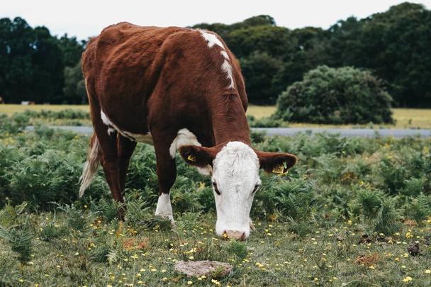 Корови випасу в полі всередині нового лісопарку в Дорсет, Великобританія, - Фото, зображення