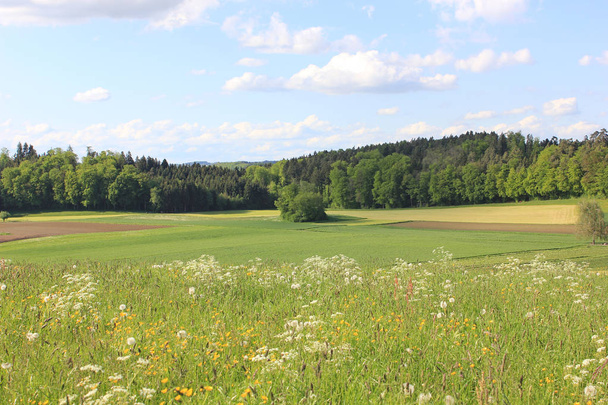 Countryside and fields of volketswil on a sunny summer day - Photo, Image