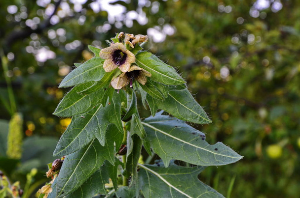 Henbane black ( lat. Hyoscýamus níger) poisonous plant. - Photo, Image