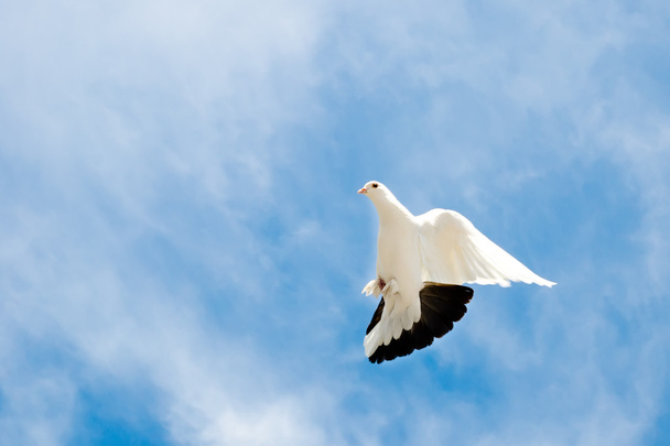 Taube am Himmel - Foto, Bild