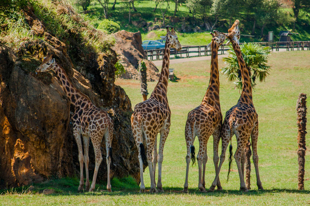 Cuatro jirafas Giraffa camelopardalis rothschildi a la sombra un día caluroso, Parque Cabarceno, Cantabria, 2013
 - Foto, Imagen