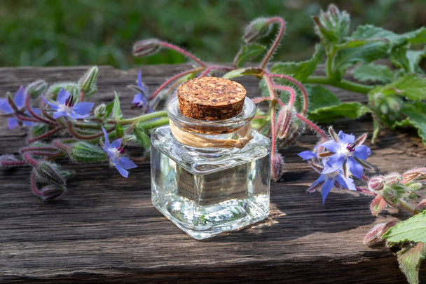 Egy üveg borágó olaj virágzó borágó növény - Fotó, kép