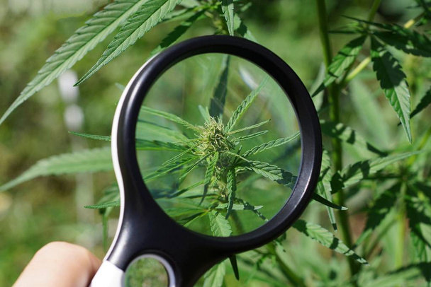 loupe à la main augmente la feuille verte sur un buisson de marijuana
 - Photo, image