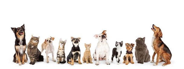 Dogs and Cats Looking Up Into Web Banner - Photo, Image