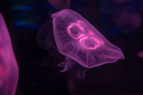 Slow motion relaxing view background of a glowing purple color jellyfishes slowly floating in the dark aquarium water - Foto, Bild