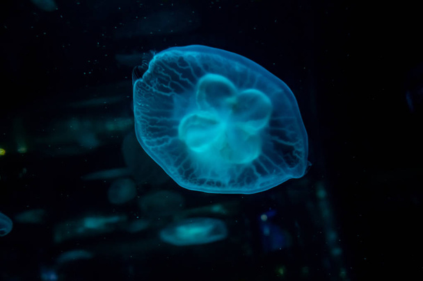 Slow motion relaxing view background of a glowing blue color jellyfishes slowly floating in the dark aquarium water - 写真・画像