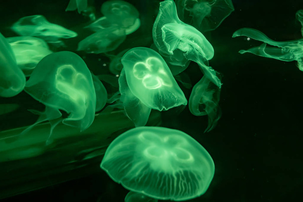 Slow motion relaxing view background of a glowing green color jellyfishes slowly floating in the dark aquarium water - Φωτογραφία, εικόνα