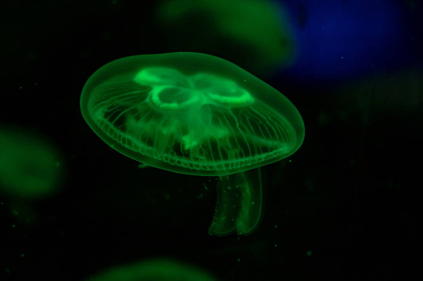 Slow motion relaxing view background of a glowing green color jellyfishes slowly floating in the dark aquarium water - Fotó, kép