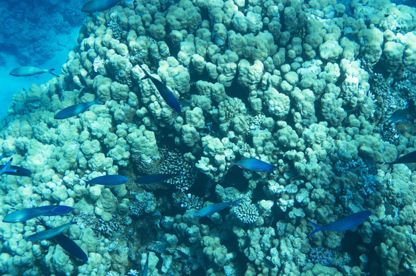 Un troupeau de poissons bleus nage au-dessus des coraux, nage au-dessus, Caesio
 - Photo, image
