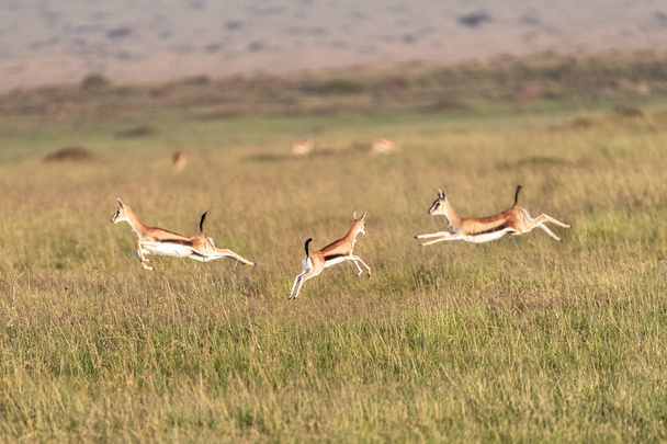 Saltar gacelas en Kenia África
 - Foto, Imagen