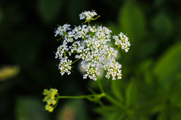 Aegopodium. The most well-known member is the Aegopodium podagraria, the ground elder also known as snow-on-the-mountain, Bishop's weed, goutweed, native to Europe and Asia. - Photo, Image