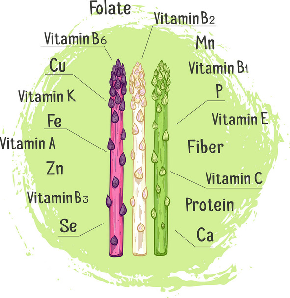 微量栄養素の手描きの有機アスパラガス - ベクター画像