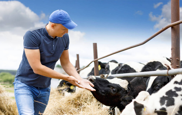 granjero en granja con vaca lechera
 - Foto, Imagen