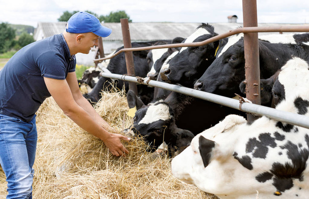 фермер на ферме с молочной коровой
 - Фото, изображение