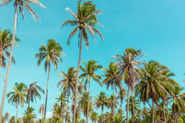 Coconut palm tree under blue sky. Vintage background. Travel card. Retro toned. Soft focus - Photo, Image