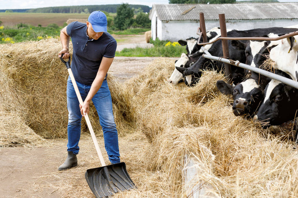 Αγρότης που εργάζεται στο αγρόκτημα με αγελάδες γαλακτοπαραγωγής - Φωτογραφία, εικόνα