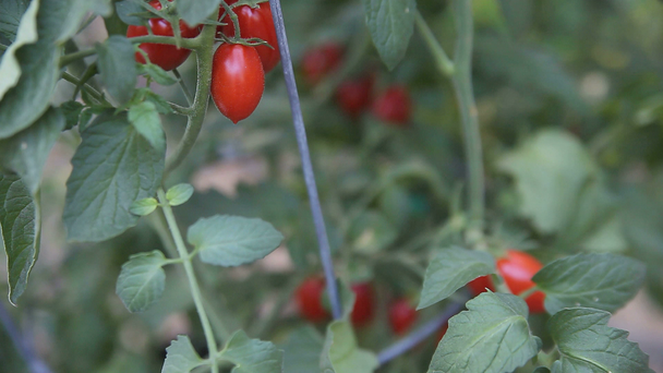 Yaz sonunda domates olgunlaşma - Video, Çekim