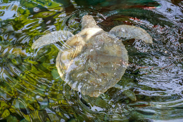 Gros plan sur la tortue marine albinos. Tortue de mer blanche nageant en eau claire
. - Photo, image