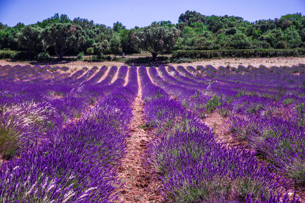Lavendelvelden in de Ardeche in Zuidoost-Frankrijk - Foto, afbeelding
