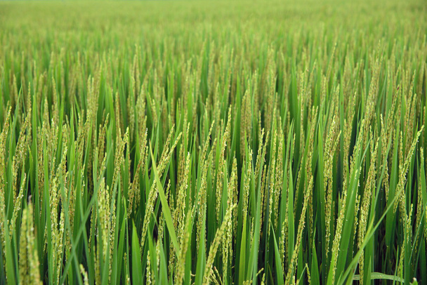 Fiatal rizs szárak. Vietnam - Fotó, kép