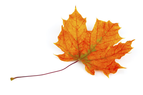 herfst esdoorn blad geïsoleerd op witte achtergrond - Foto, afbeelding