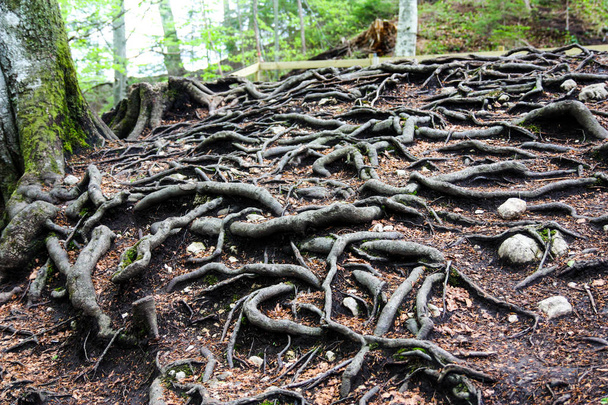 Öreg fa gyökerekkel a föld felett, mint a kígyók. - Fotó, kép