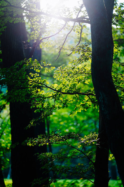 Sonnenstrahlen im Sommerwald - Foto, Bild