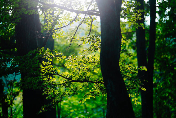 sunbeams in summer forest - Fotoğraf, Görsel