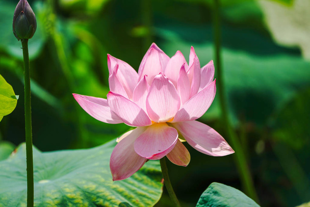 lotus flower in japan - Fotoğraf, Görsel
