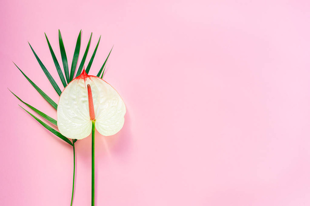 Pink pastel background with palm leaf and anthurium flower. Flat lay. Place for text. - Photo, Image