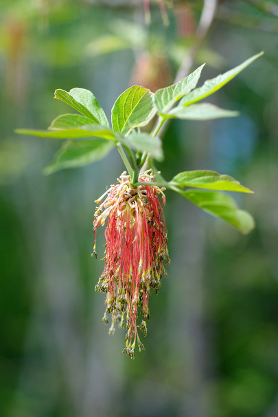 κόκκινο φυτό catkins - Φωτογραφία, εικόνα