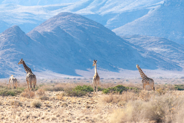 Uma girafa Família pastando no deserto
 - Foto, Imagem