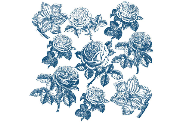 Roses sketch design.ndigo flowers vector. - Vector, Image