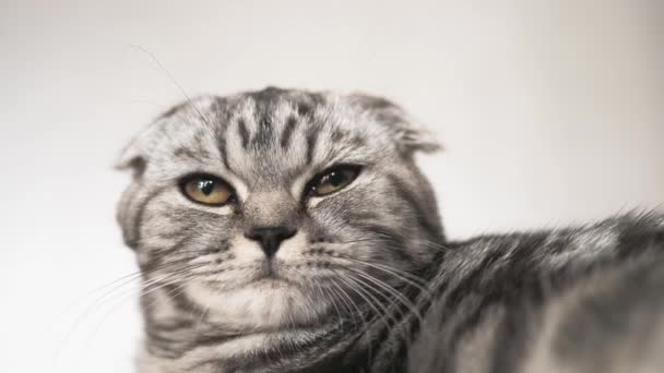 szczęśliwy kot kłamstwa i patrzy w obiektyw aparatu. Zbliżenie. piękny brytyjski szkocki krotnie kot. zwierzaka spoczywa w pokoju. piękne Tabby kot. - Materiał filmowy, wideo