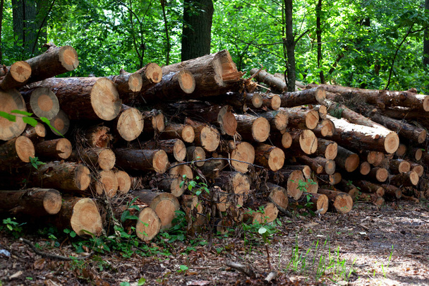 Куча вырубленных сосен в лесу
 - Фото, изображение