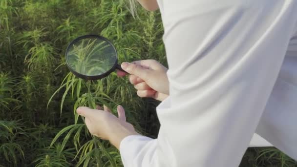 Naukowiec z lupą obserwując rośliny konopi CBD na polu marihuany - Materiał filmowy, wideo