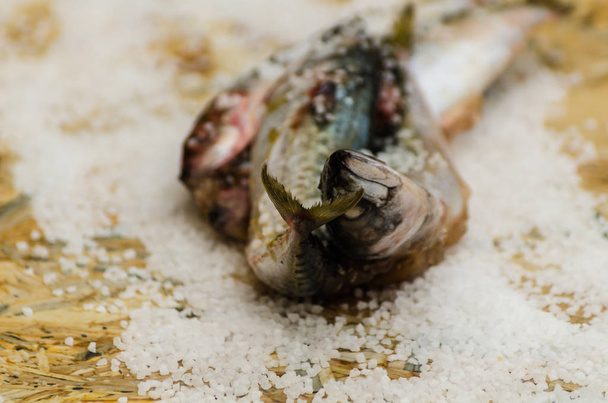 Egész nyers szerves makréla hal tengeri sóval feküdt a lakásban Su - Fotó, kép