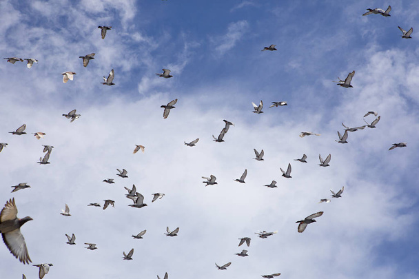 kudde snelheidsvliegduiven die vliegen tegen de blauwe lucht - Foto, afbeelding