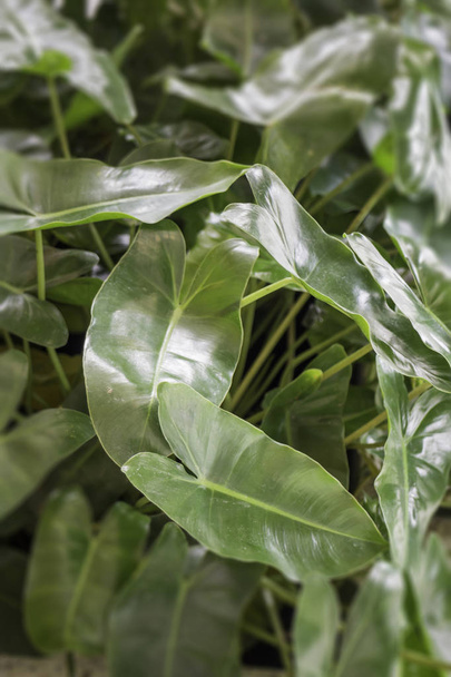 Tropical green plant pot interior - Φωτογραφία, εικόνα