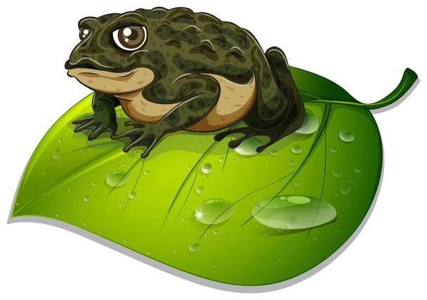 Beyaz arka plan üzerinde yeşil yaprak üzerinde bir kurbağa - Vektör, Görsel