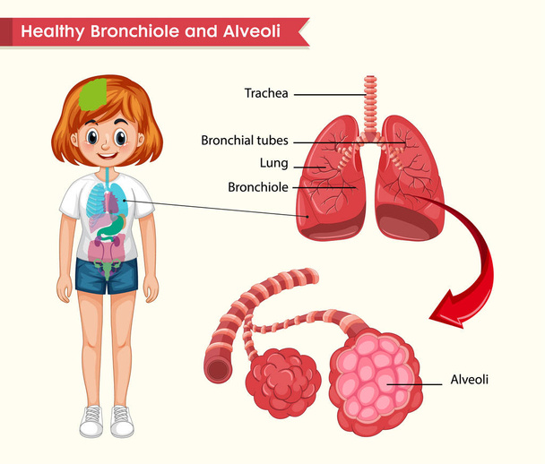 wissenschaftliche medizinische Illustration einer gesunden Lungen-Anatomie - Vektor, Bild
