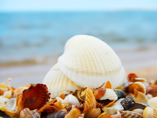 Seascape with shells - Photo, image