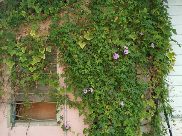 άγριο αμπέλι πρωινής δόξας λουλούδια που σέρνεται σε ολόκληρο τον τοίχο του εγκαταλελειμμένου σπιτιού. - Φωτογραφία, εικόνα