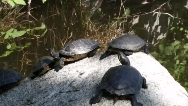 група маленьких черепах, що сидять на скелі, дивлячись навколо в ставку
 - Кадри, відео
