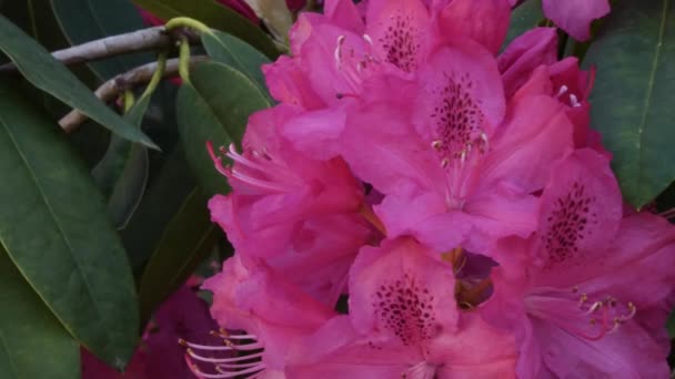 tones of pink in rhododendrons growing in washington state - Footage, Video