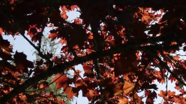 many japanese maples leaves red and growing in springtime months - Footage, Video