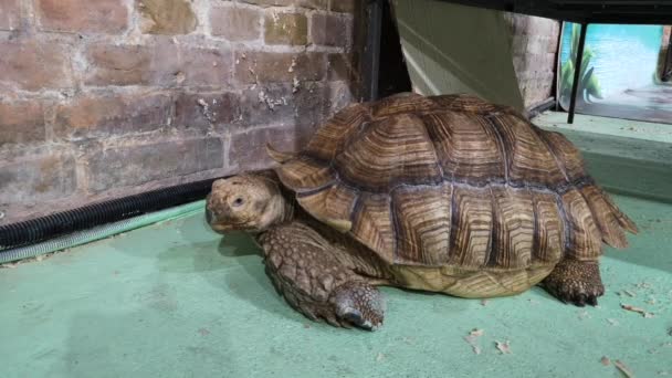 Tortuga gigante terrestre en un vivero o zoológico: exposición de tortugas. Especies de cordón, tortuga gigantesca
. - Imágenes, Vídeo