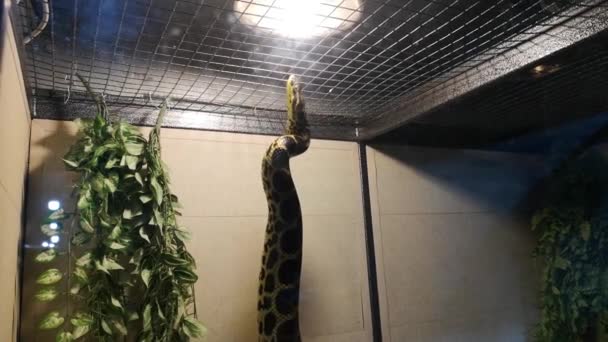 Anaconda in gevangenschap: transport van een python in een doos, een kooi, stroperij. Slang in de dierentuin - Video