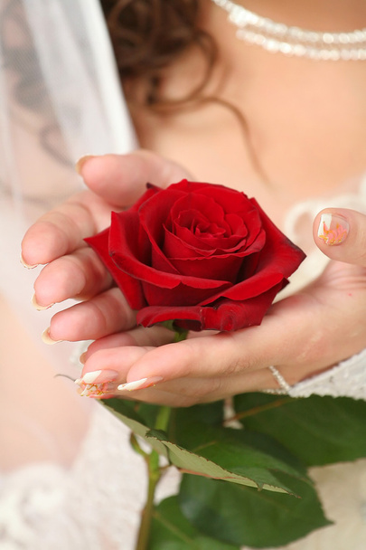 Rosa en las manos de la novia
 - Foto, Imagen